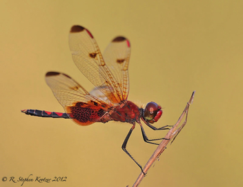 Celithemis elisa, male